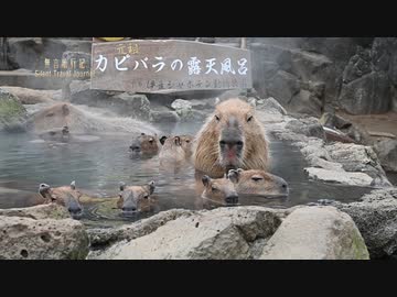 伊豆カピバラちゃんたちの露天風呂　Capybara Open-air Hot Spring in Izu