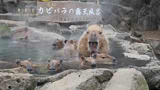 伊豆カピバラちゃんたちの露天風呂　Capybara Open-air Hot Spring in Izu