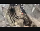 【贅肉ちゃん】全ての予定に失敗したベッドの上から。2023年2月22日