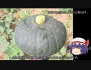 ゆっくり農民206カボチャを育ててみませんか?#6