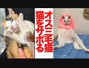 オス三毛猫、隙あらば猫をサボる
