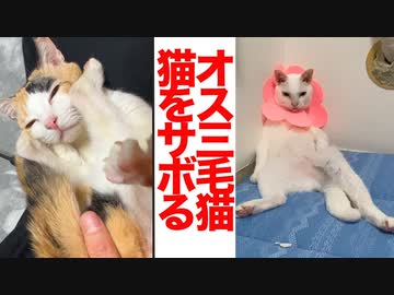 オス三毛猫、隙あらば猫をサボる