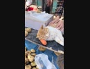 ホモと見る　にんじんの枕で寝ている様子