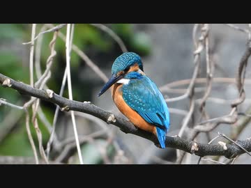 カワセミがペリットを吐く
