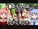 【琴葉姉妹の浜歩き】春のうららのウラシマソウ【VOICEROID解説】