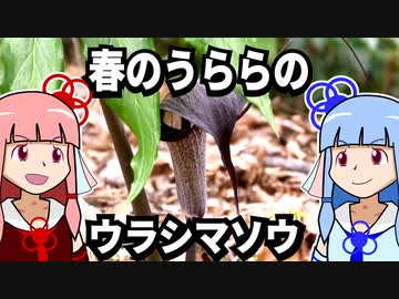 【琴葉姉妹の浜歩き】春のうららのウラシマソウ【VOICEROID解説】
