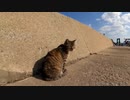 猫島で猫探し散歩する