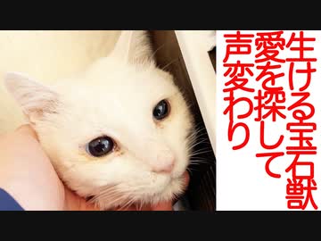 生ける宝石の白たぬき、クリスタルボイスで愛を探す