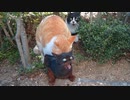 野獣と化した猫
