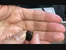ゲンゴロウ食べてみた