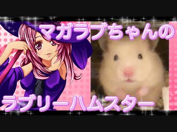 マガラブのハムスターの日常4