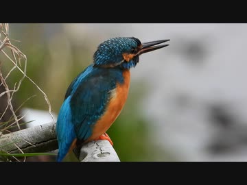 野鳥の鳴き声 カワセミ