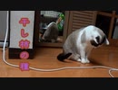 干し柿の種で遊ぶ猫