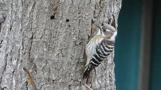 木から芋虫を引きずり出した鳥