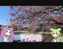 2023 河津桜を見に行ったのだ！先を急ぐのだ！【ずんだもんと行く旅行】