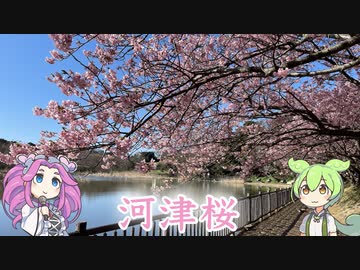 2023 河津桜を見に行ったのだ！先を急ぐのだ！【ずんだもんと行く旅行】