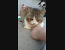 香箱座りの猫に指を入れてみた