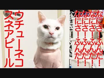 すねすねウチューネコ、弱点が発覚して遺憾の意