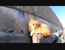 猫島を散歩する