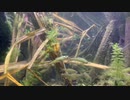 【5分間耐久シリーズ】タガメ