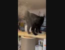 ホモと見るけつあなを加湿する猫