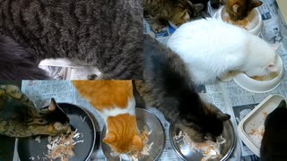 今週のおやつ（本隊）【蒼民家の猫々】