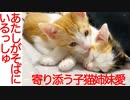 お姉さん子猫、体調不良の姉妹子猫に寄り添う
