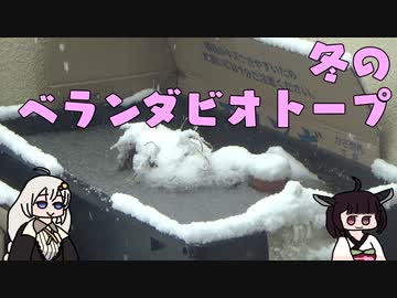 冬のベランダビオトープ