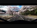 2022下北山村の桜