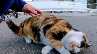 バイクに戻ると三毛猫ちゃんが待っていたのでナデナデしてきた