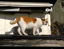 色々な生き物