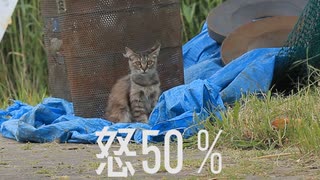 猫が嫌がる音