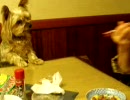 『我が家の食卓に参加するワンコ』