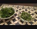 マイクロリーフ：食べてみます。2022年5月11日(水)