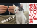 超お利口保護子猫、初めての点滴で驚きの結果に