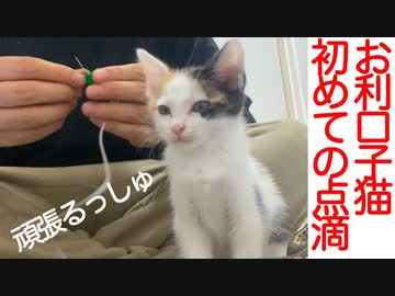 超お利口保護子猫、初めての点滴で驚きの結果に