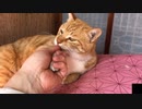 握手してくれる猫