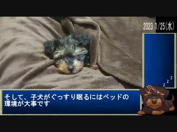 『ヨープ―』子犬がトイレを覚えるRTA part０『お迎え編』