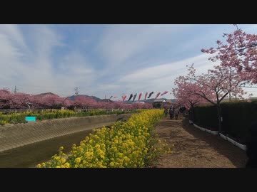 ツーリングコース紹介No.１１　渥美半島の河津桜と風車