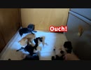 子猫の長男、初めて妹のお尻を噛む