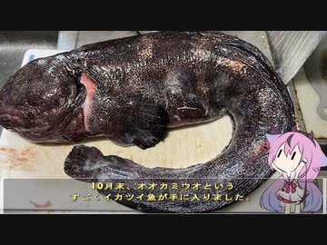 珍食材が食べたい！#131　オオカミウオのすり身団子