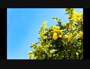 好きな音楽うｐlogueⅠ+1ce