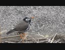 鳥の昆虫食