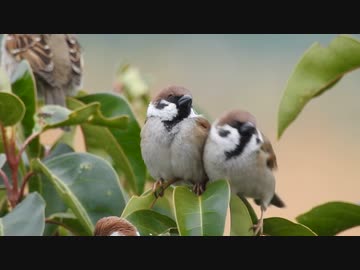 もちもちスズメ