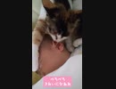 赤ちゃんのお世話をしたい猫