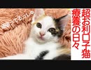 超お利口保護子猫、胃腸炎からの療養の日々