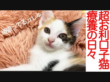 超お利口保護子猫、胃腸炎からの療養の日々