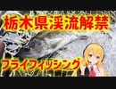 【速報】2023年栃木県渓流釣り解禁！週末フライフィッシング釣行【弦巻マキ実況】