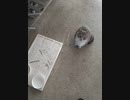 夢ちゃん