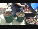 アイスプラント：植えかえ：30㎝鉢と27㎝鉢で実験：2022年4月25日(月)